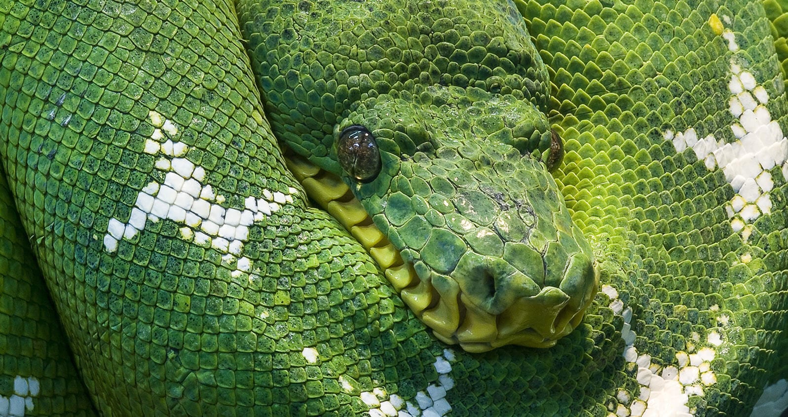python