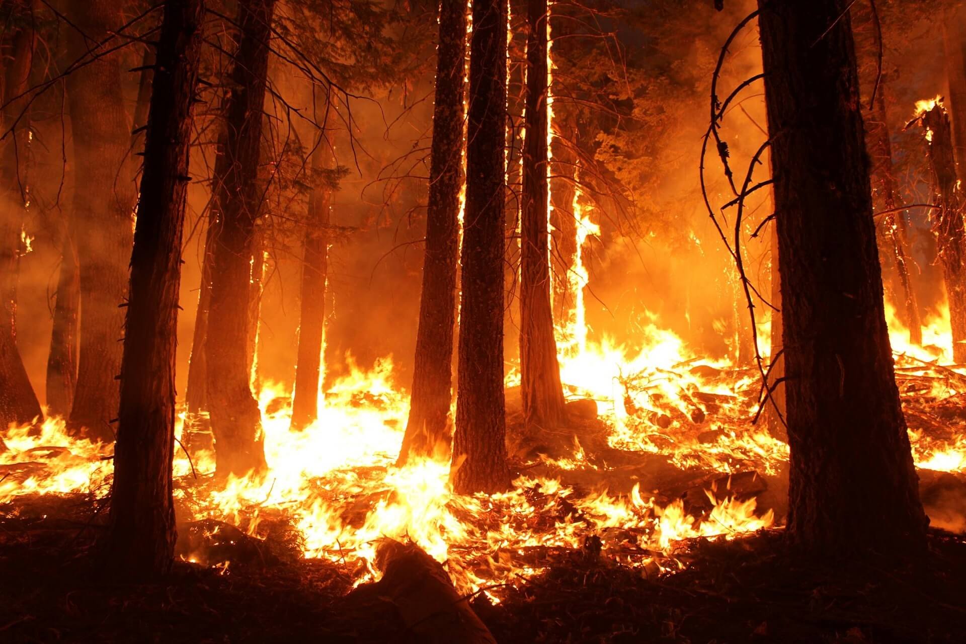 wildfire-1105209