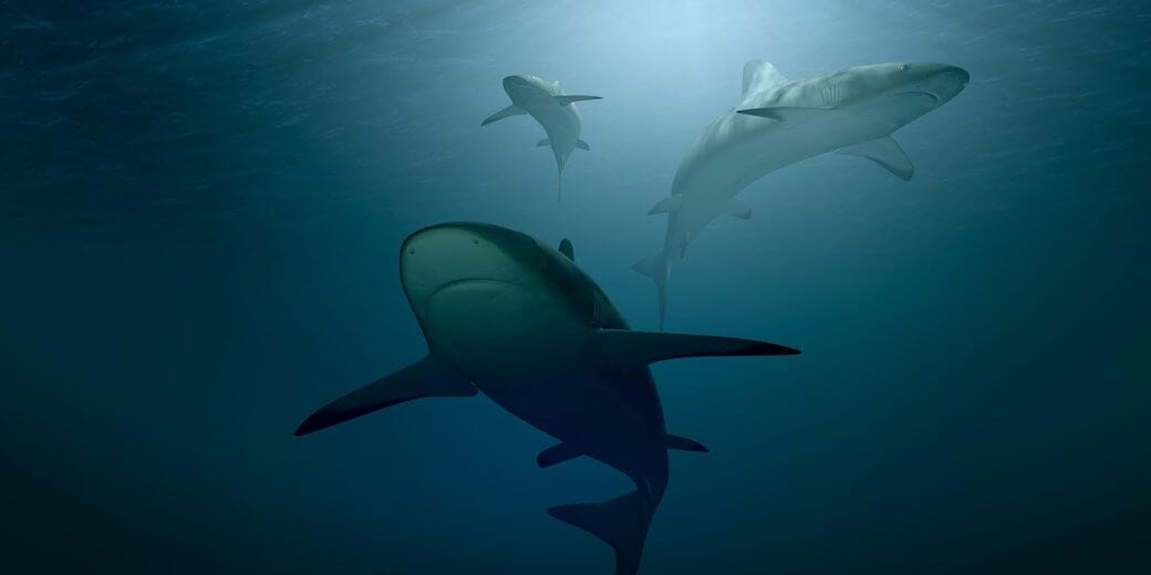 data-analysis-of-sharks data-analysis-of-sharks